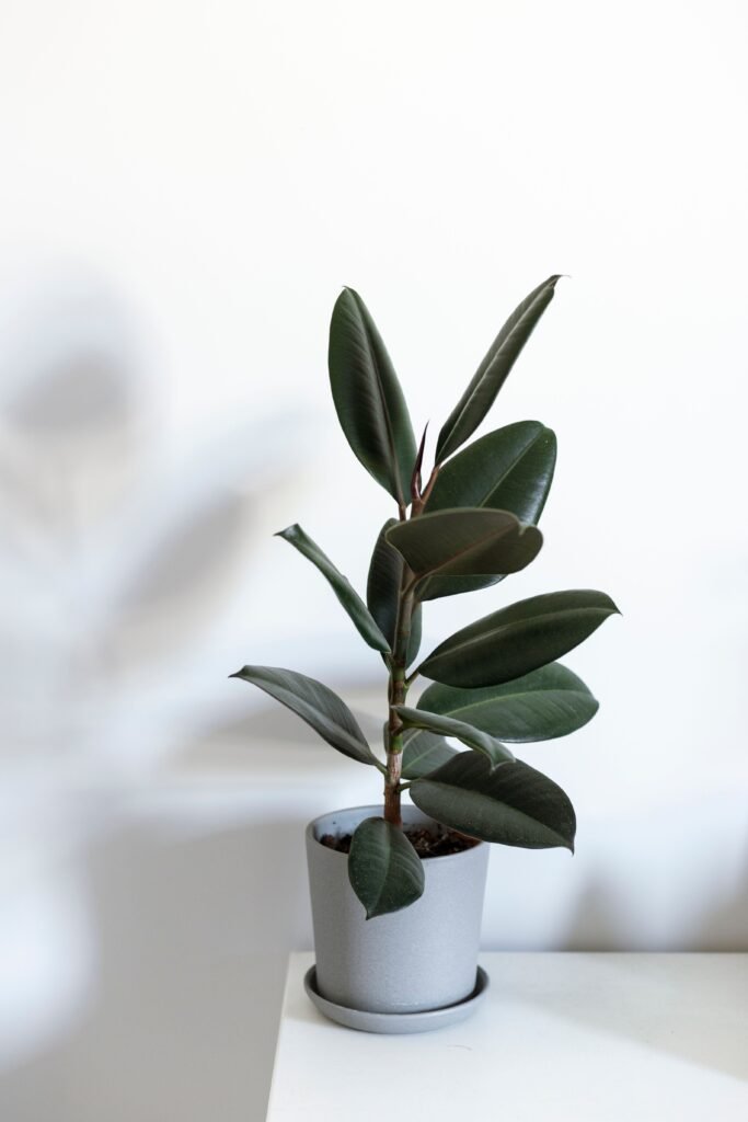 Low-maintenance indoor plants arranged in pots in a bright modern home