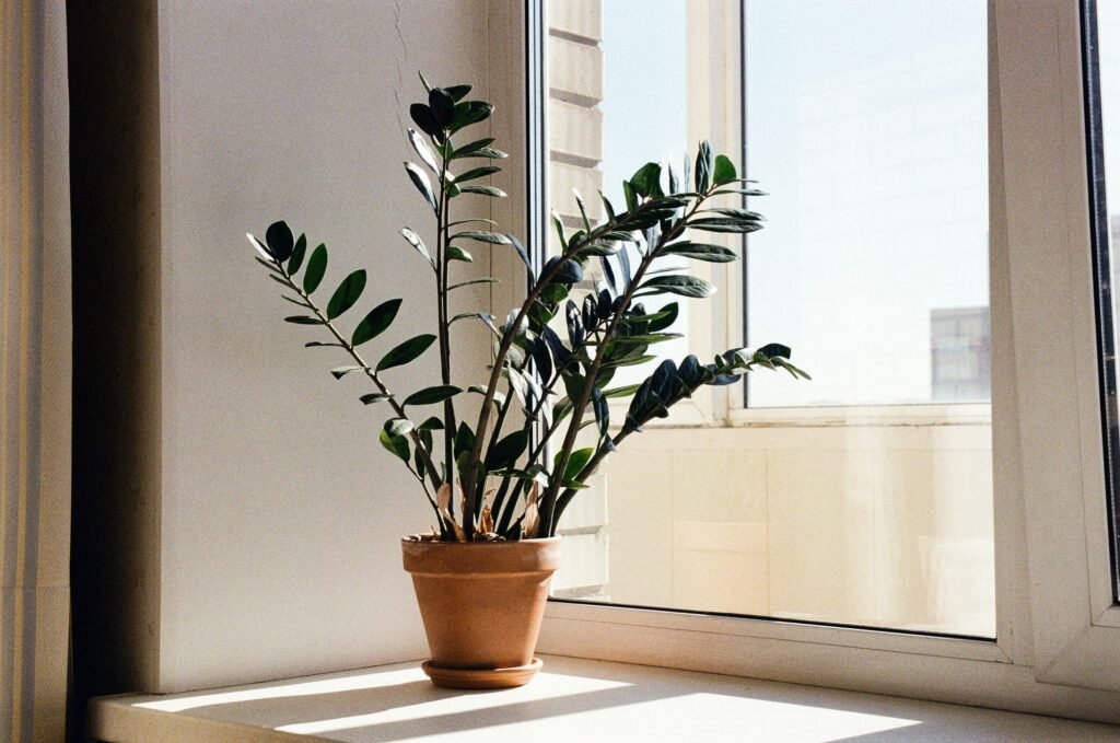 Low-maintenance indoor plants arranged in pots in a bright modern home