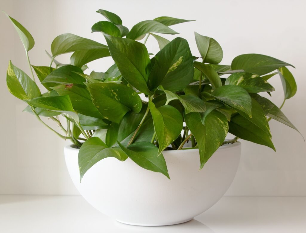 Low-maintenance indoor plants arranged in pots in a bright modern home