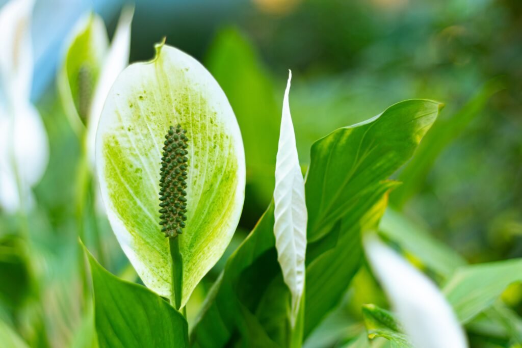 Low-maintenance indoor plants for busy people 