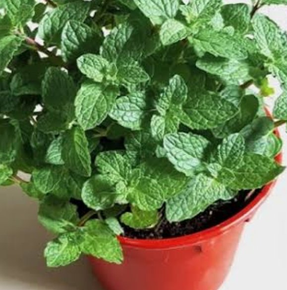 How to grow mint at home