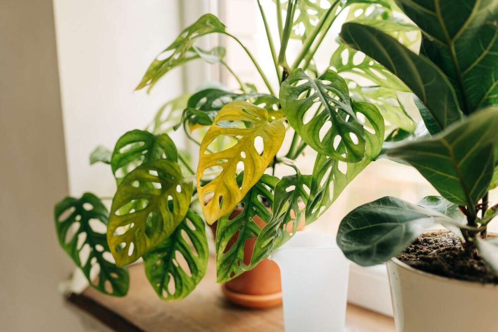 How to solve Indoor Plants  problem  Complete  Guide
Yellow Leaves