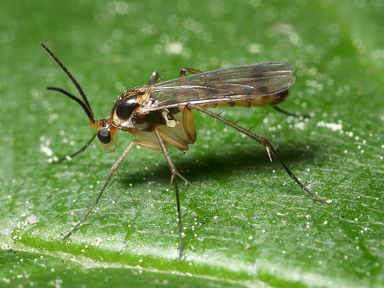 Fungus Gnats: Small, annoying flies hovering near the soil.