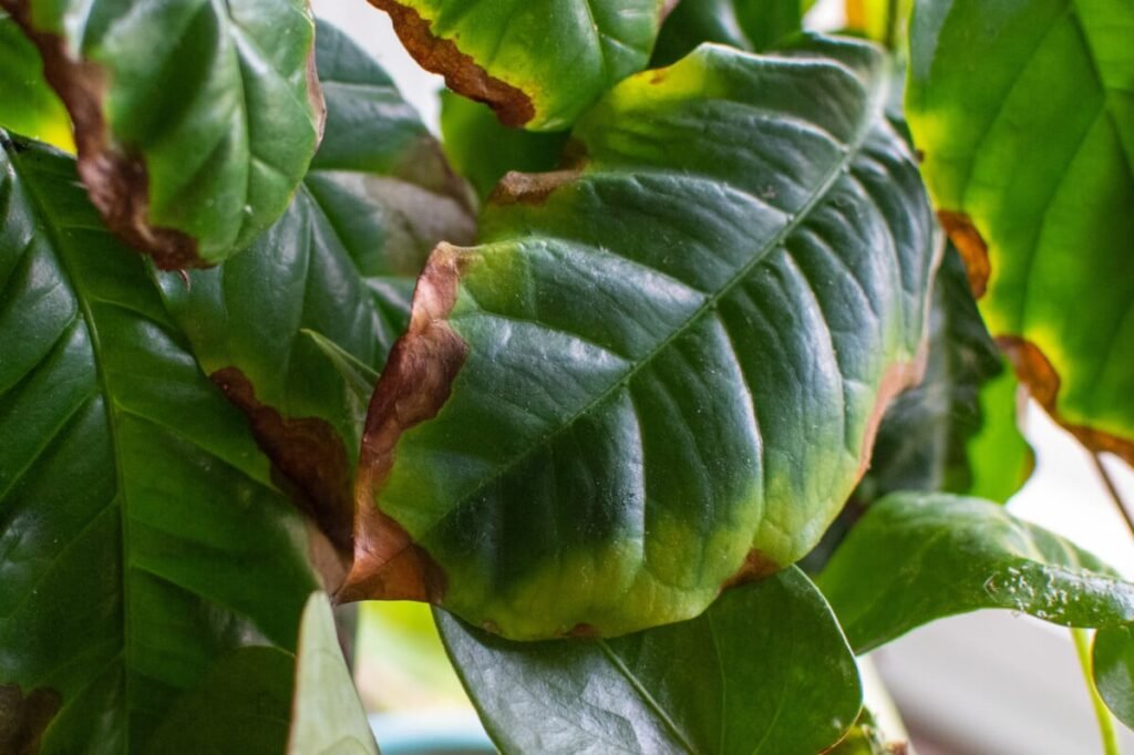 How to solve Indoor Plants  problem  Complete  Guide
Brown, Crispy Leaf Tips