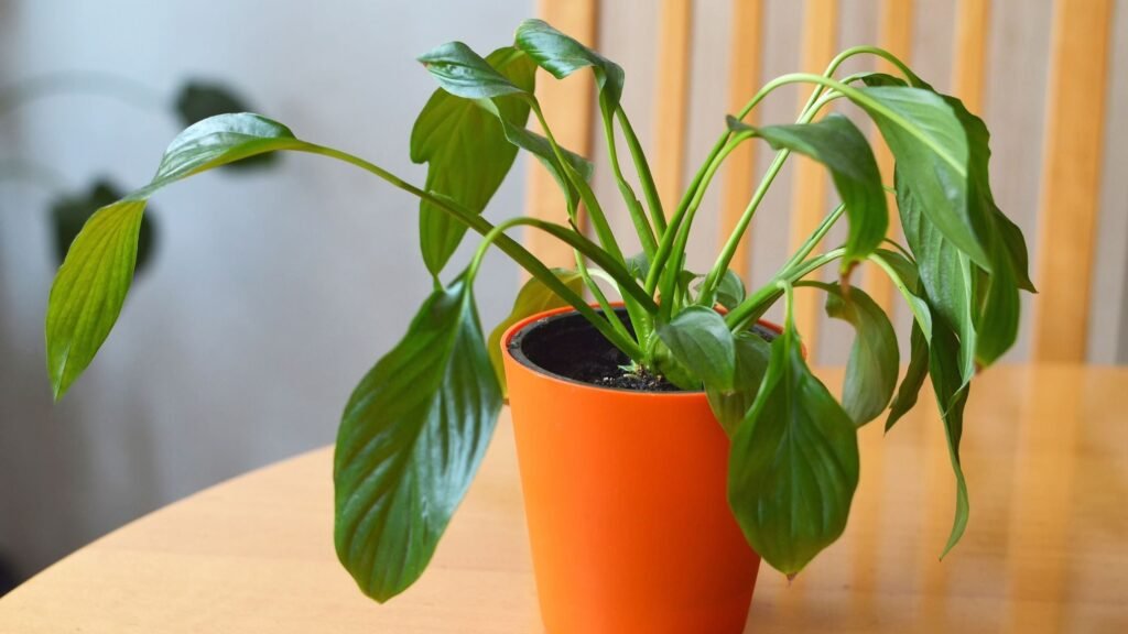 How to solve Indoor Plants  problem  Complete  Guide
Drooping or Wilting Stems