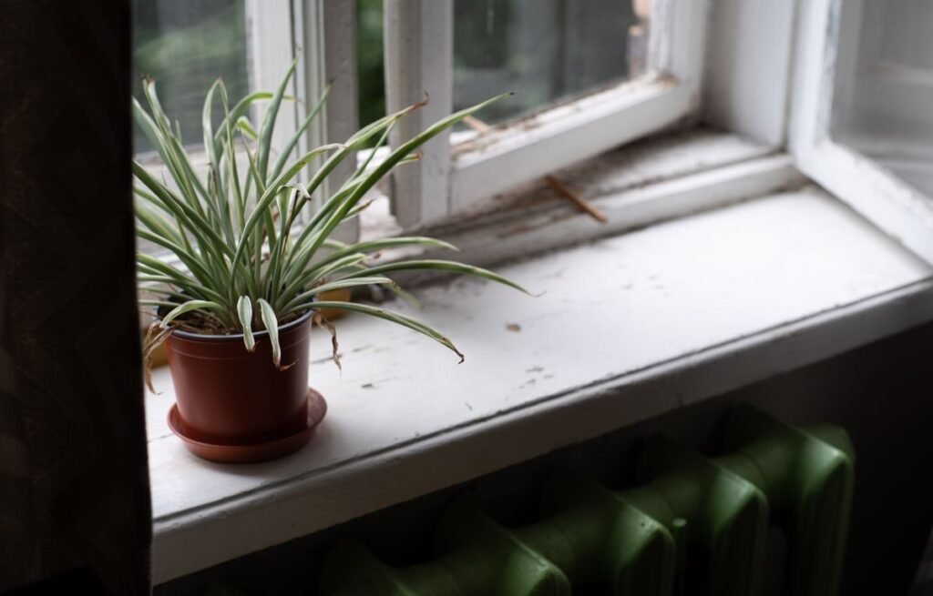 Low-maintenance indoor plants arranged in pots in a bright modern home