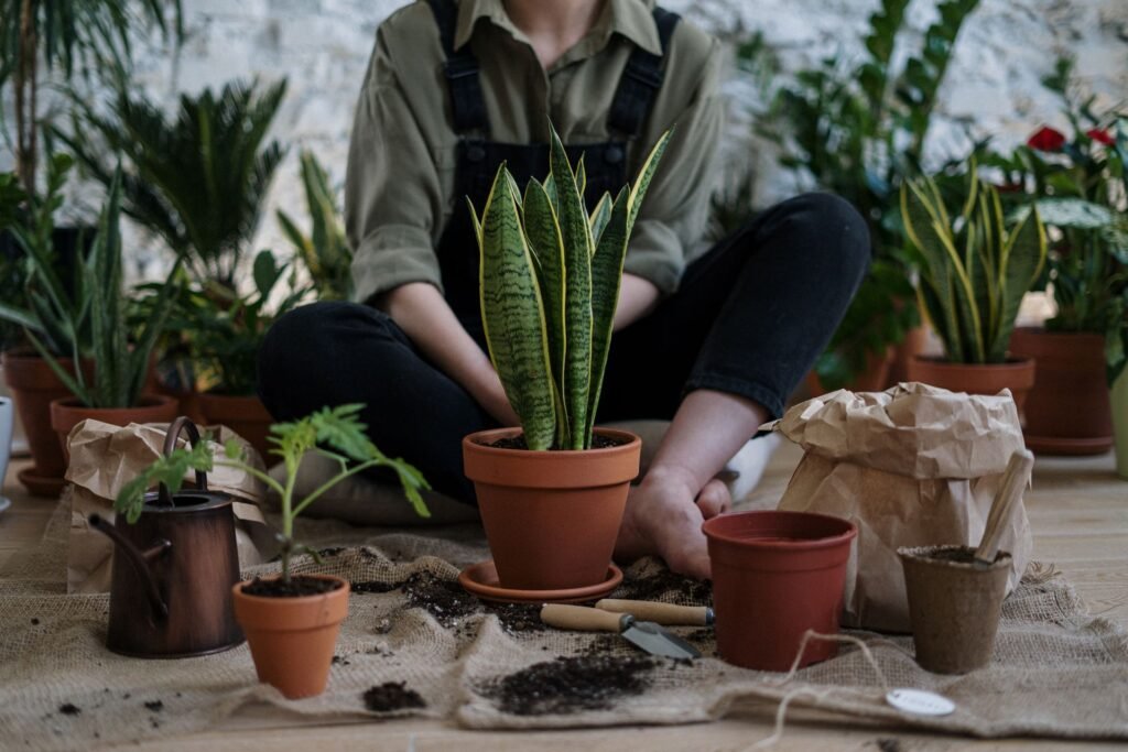 Low-maintenance indoor plants arranged in pots in a bright modern home