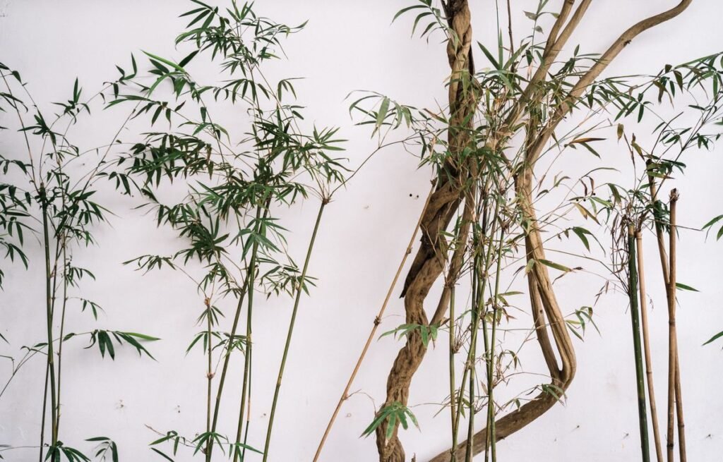 Low-maintenance indoor plants arranged in pots in a bright modern home