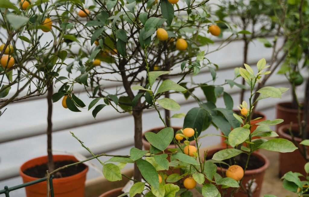 Homegrown fruits and vegetables in a home garden