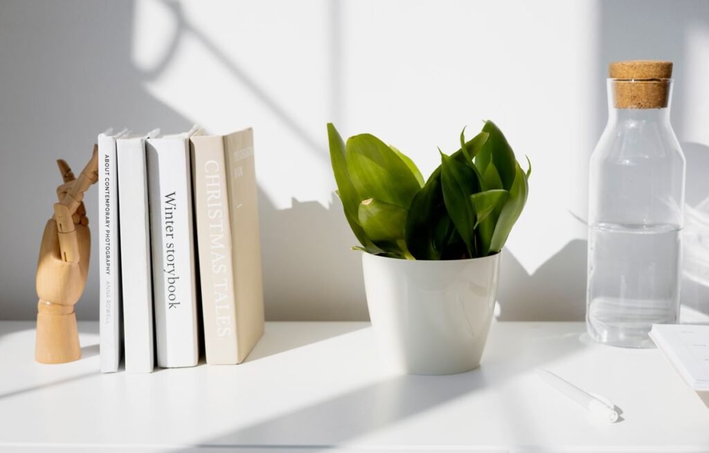Low-maintenance indoor plants arranged in pots in a bright modern home