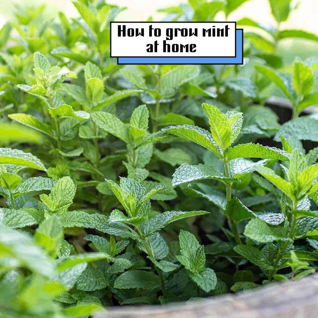 "Bright green fresh mint plant growing in a wide pot sitting on a outdoor wooden table."