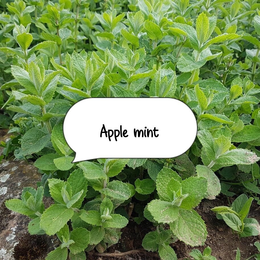 “Fresh mint plant growing in a pot at home