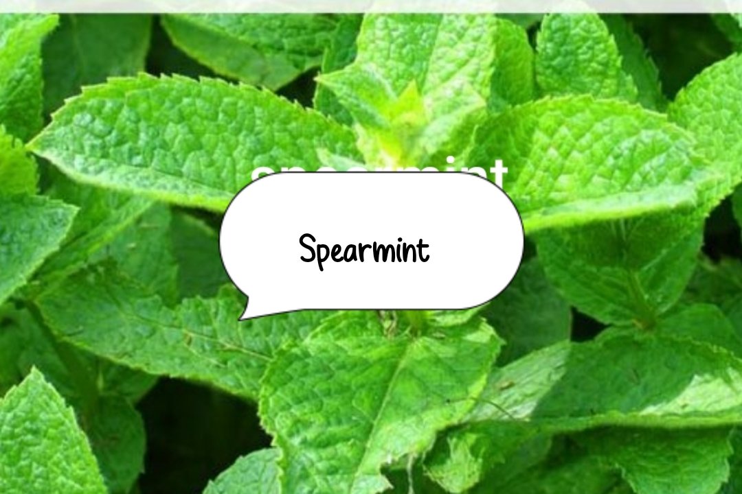 "Potted home-grown spearmint plant in a container herb garden showing vibrant green leaves."