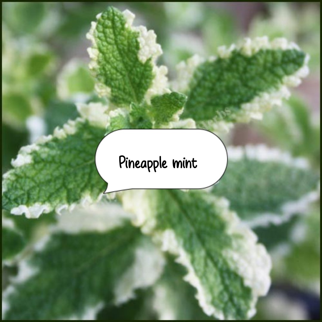 “Fresh mint plant growing in a pot at home