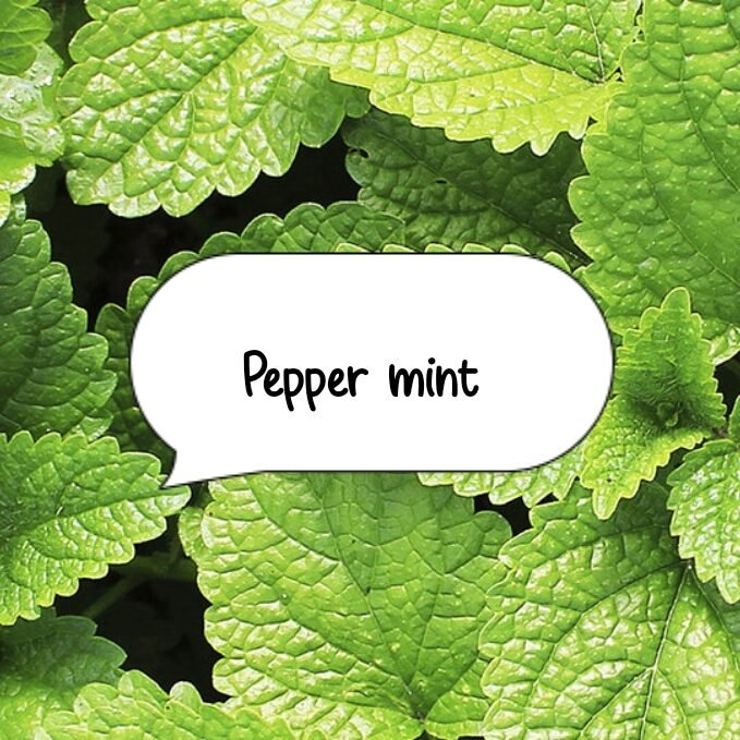 “Fresh mint plant growing in a pot at home