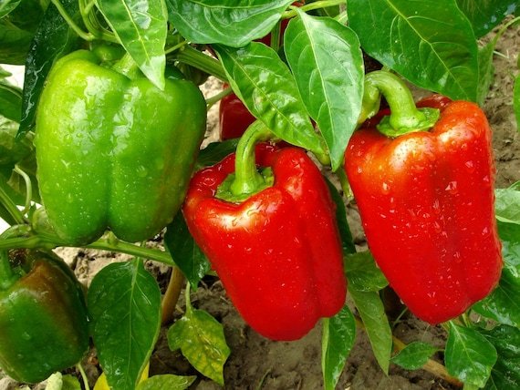 Growing healthy green capsicums in a pot on a sunny home balcony